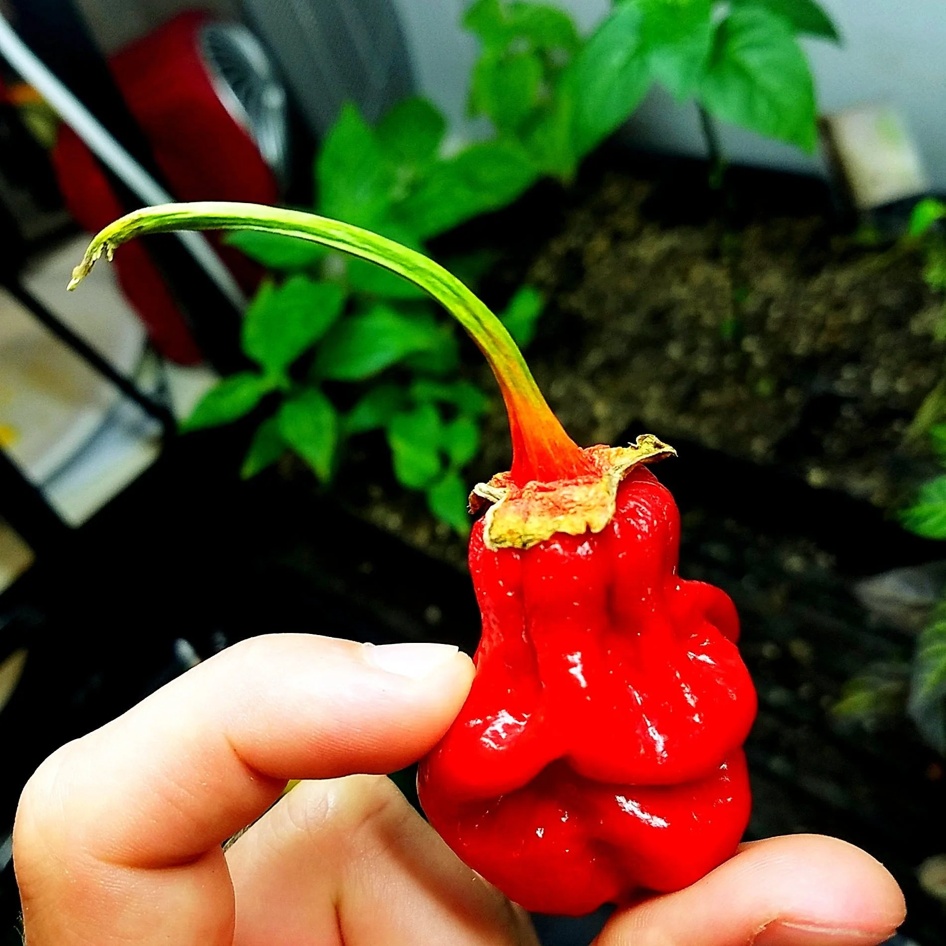 Bhutlah Bubblegum 7 Pot Red Seeds - Image 2