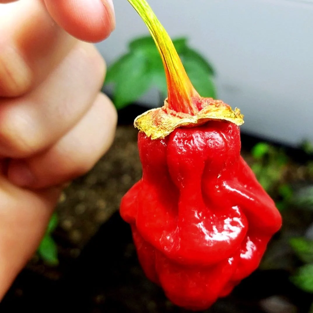 Bhutlah Bubblegum 7 Pot Red Seeds - Image 3