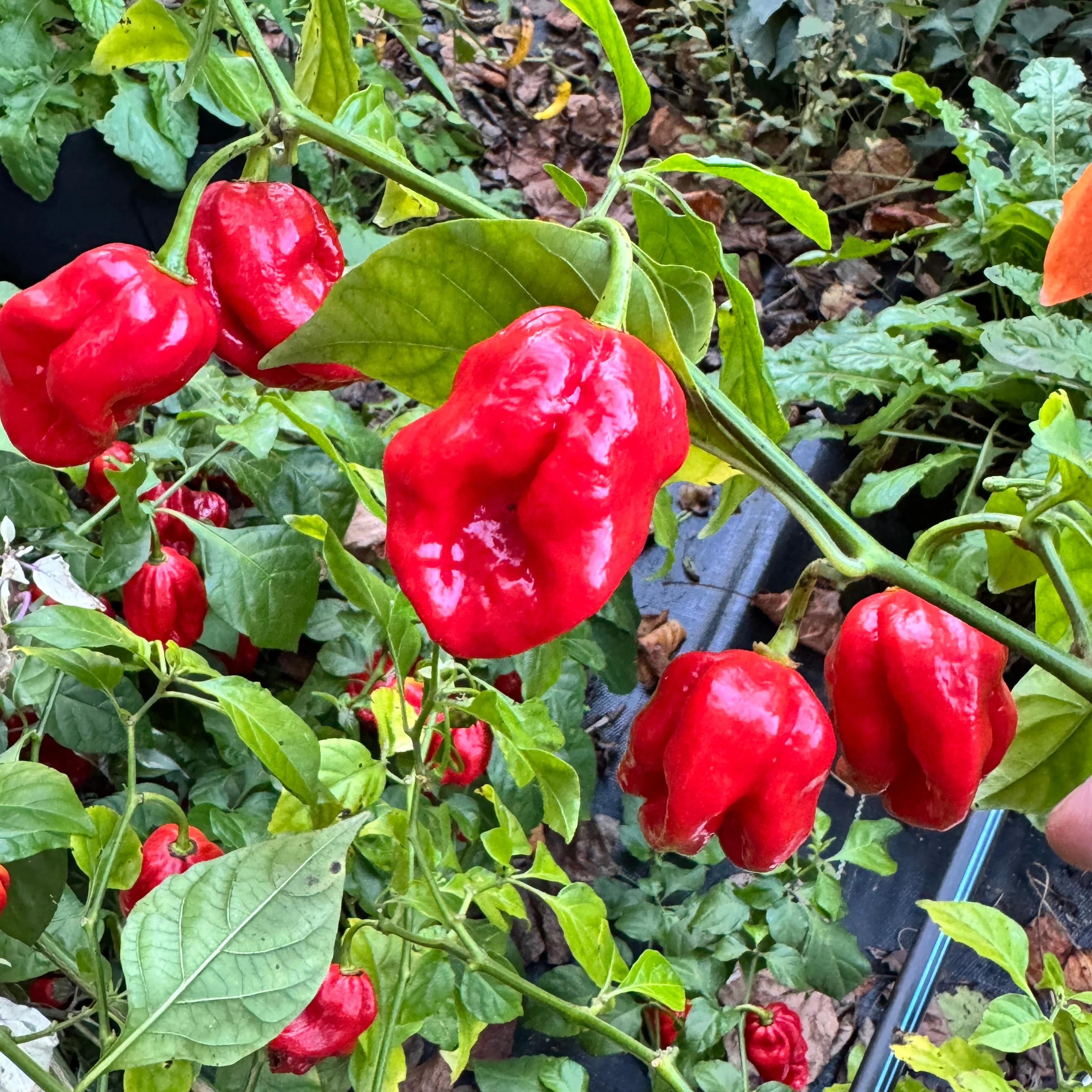 Bhutlah Scorpion - Seeds - Image 2