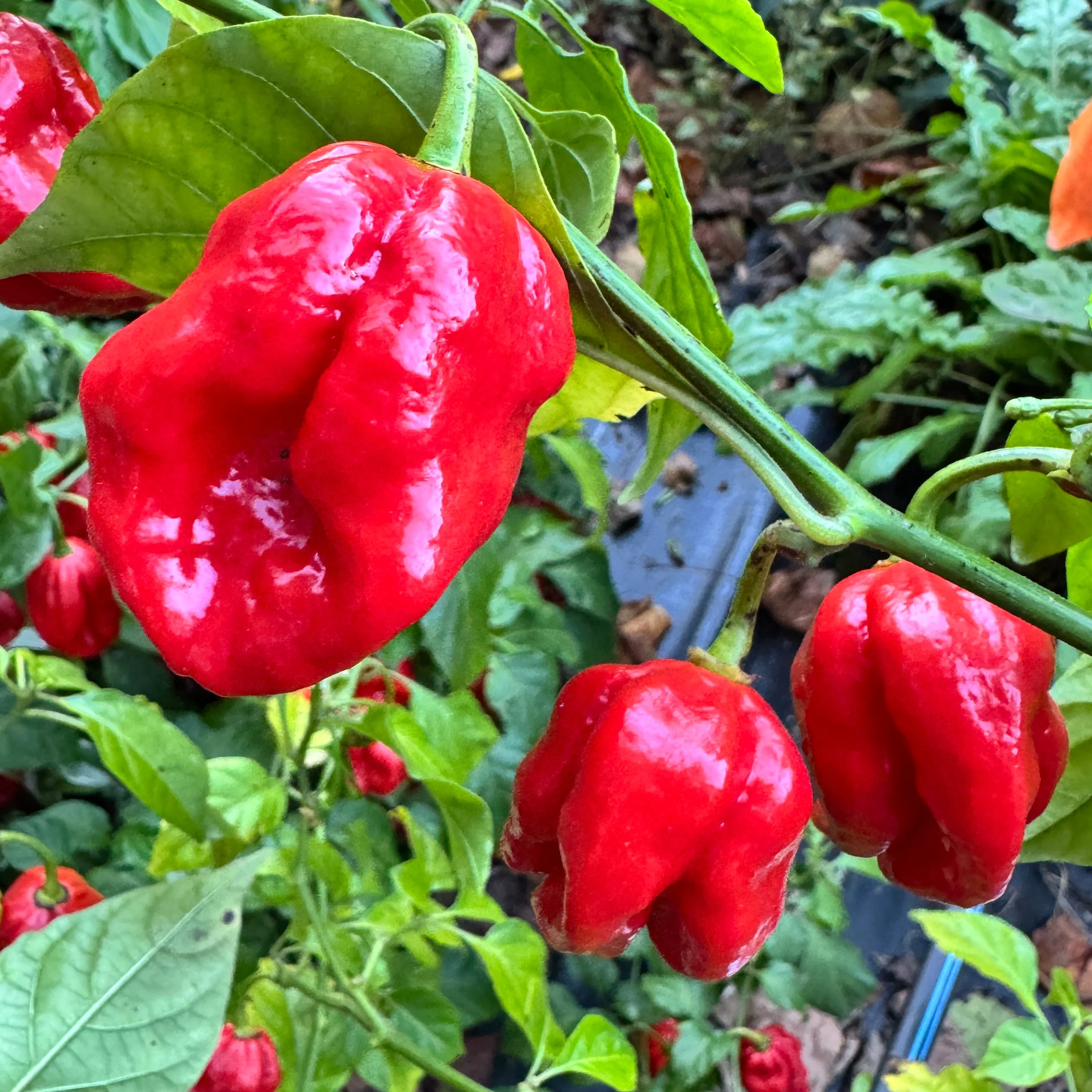 Bhutlah Scorpion - Seeds - Image 3