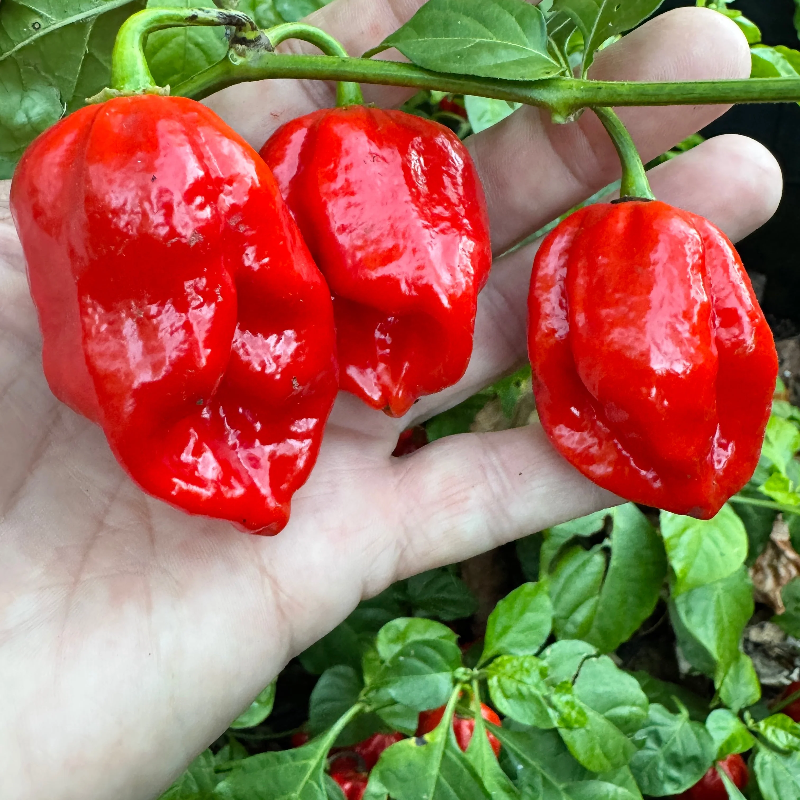 Bhutlah Scorpion - Seeds - Image 4