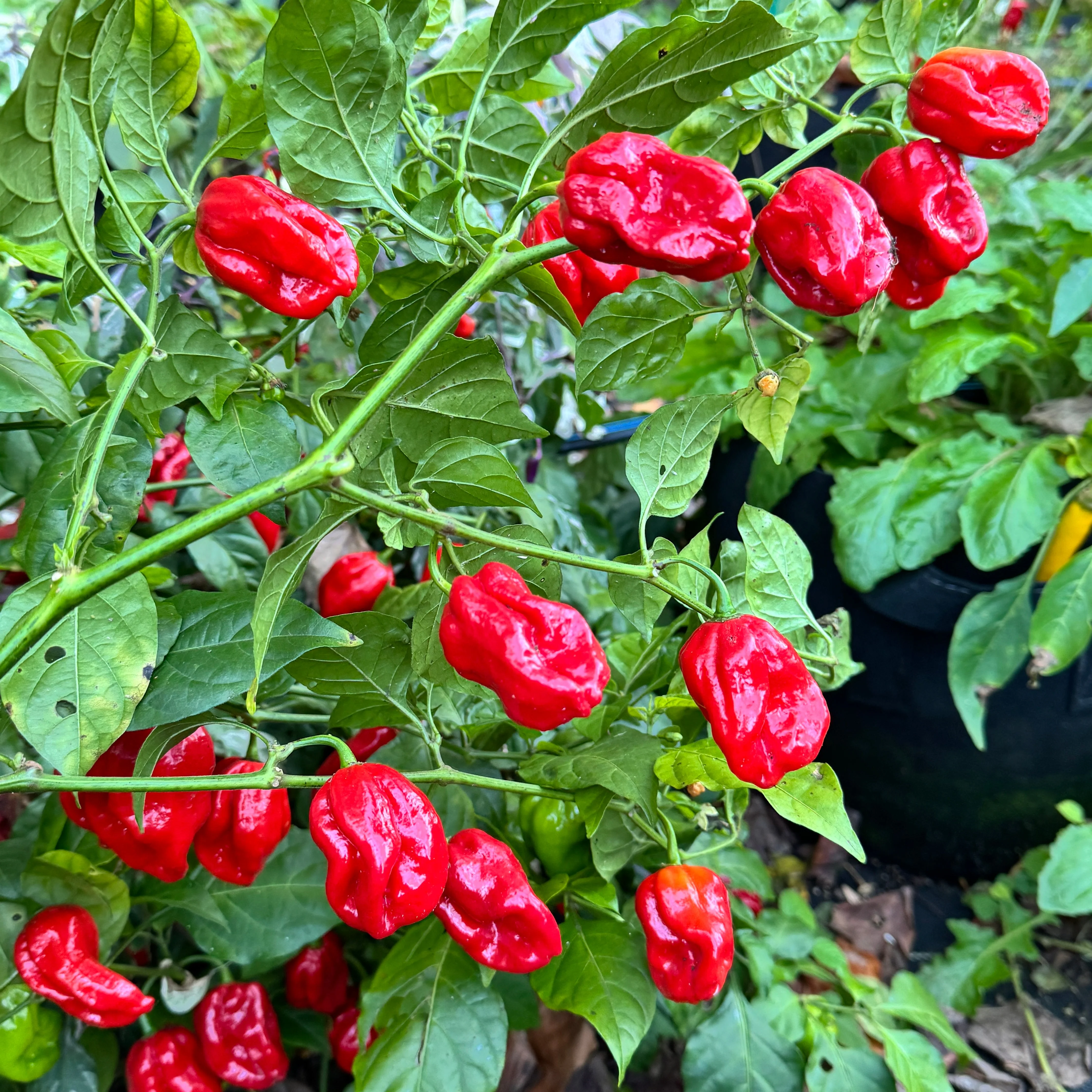 Bhutlah Scorpion - Seeds - Image 5