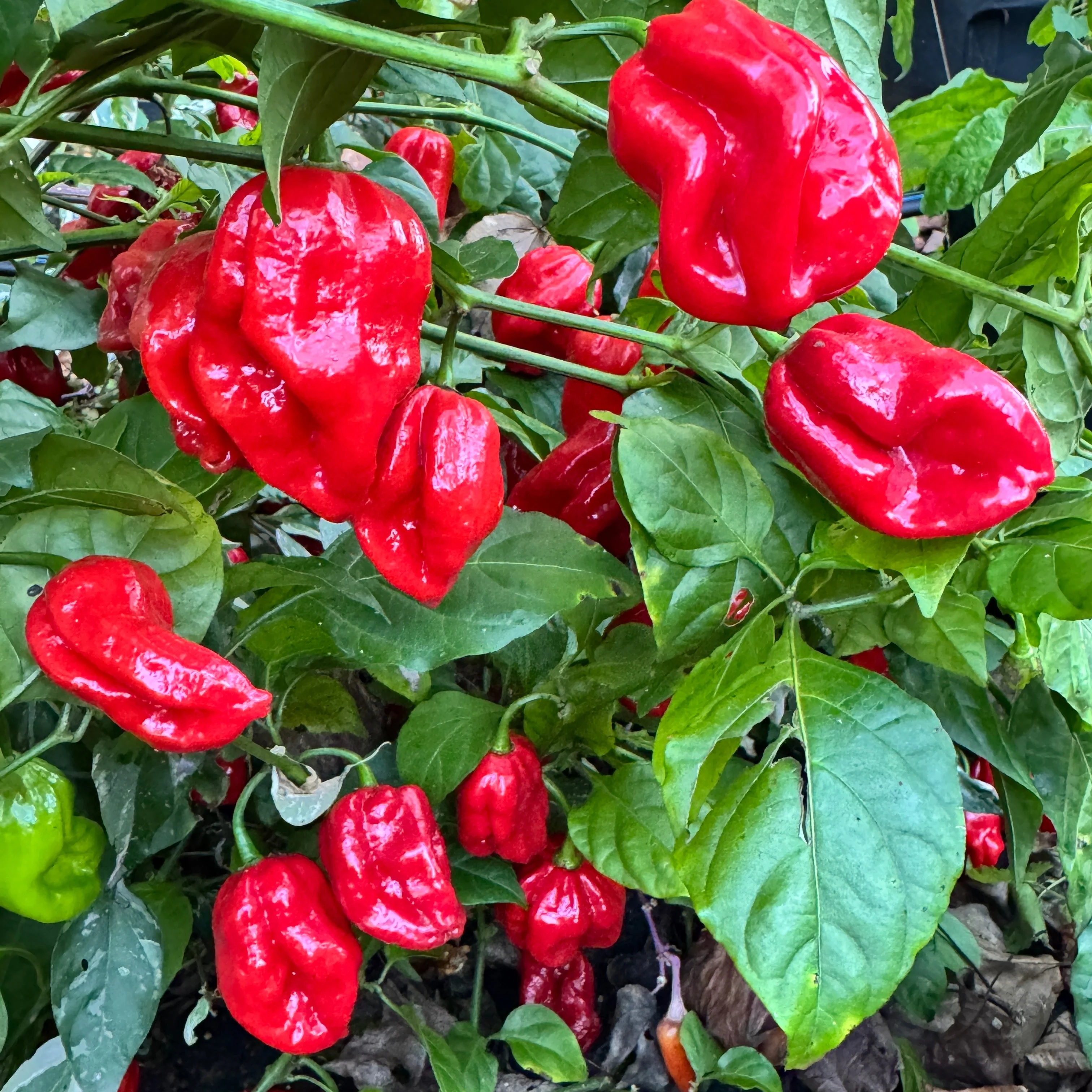 Bhutlah Scorpion - Seeds - Image 6