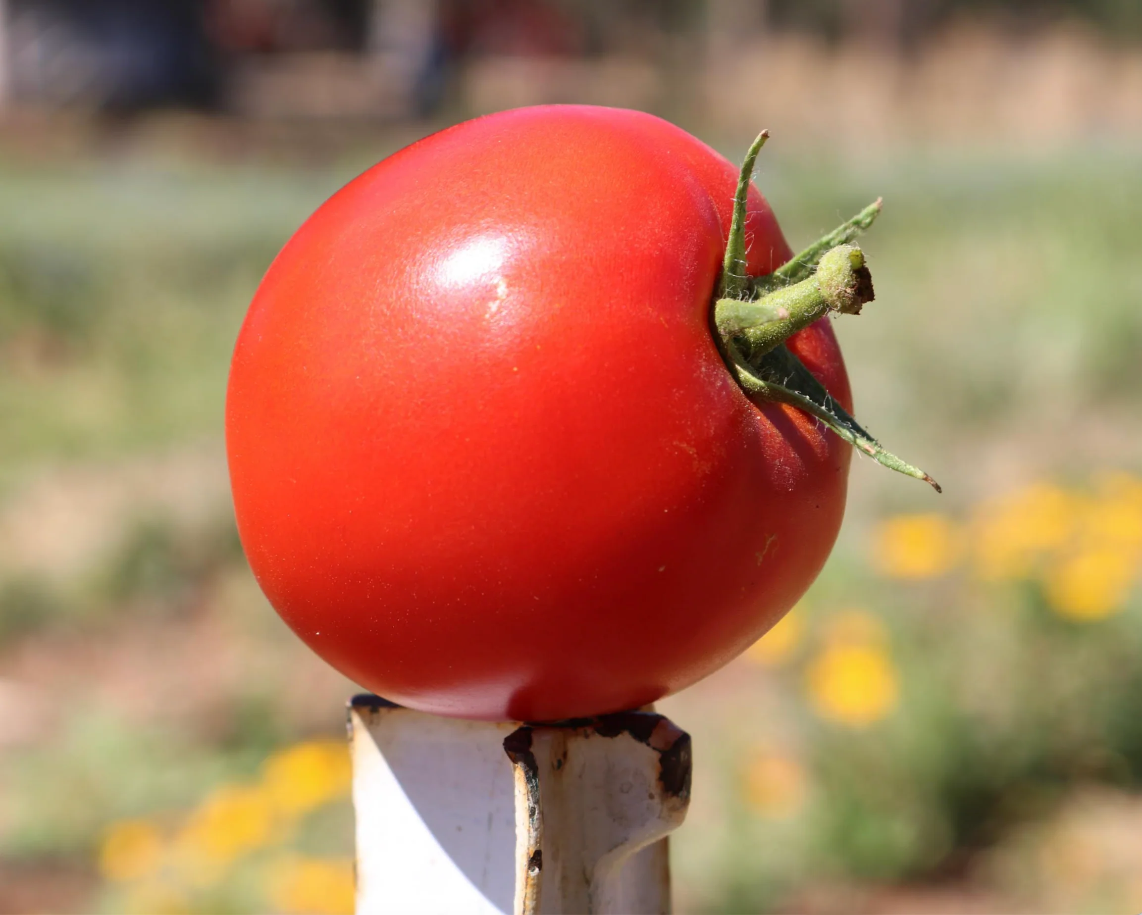 Big Beef Hybrid Tomato Seeds - Image 2