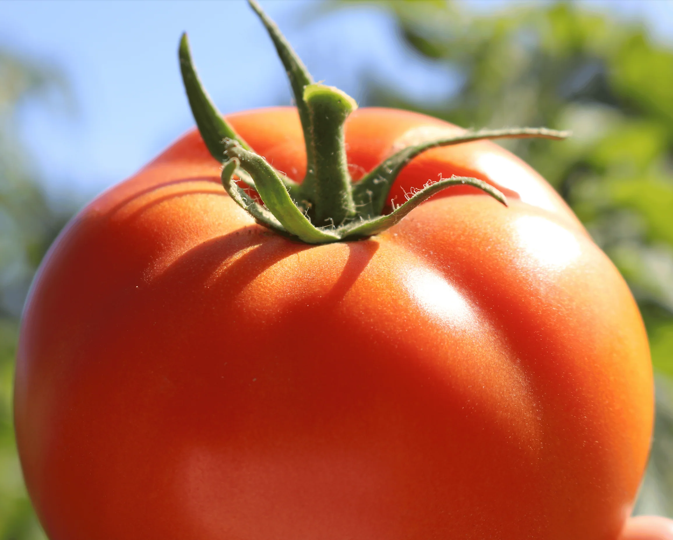 Big Beef Hybrid Tomato Seeds - Image 3