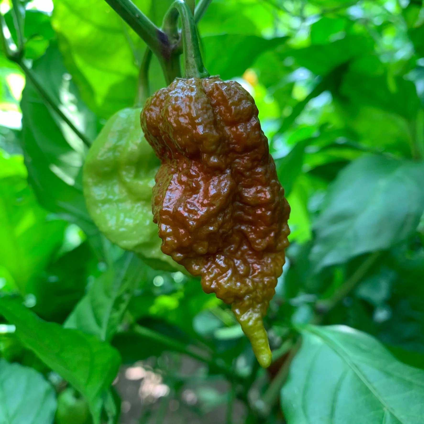 Big Black Mama - Seeds - Image 3