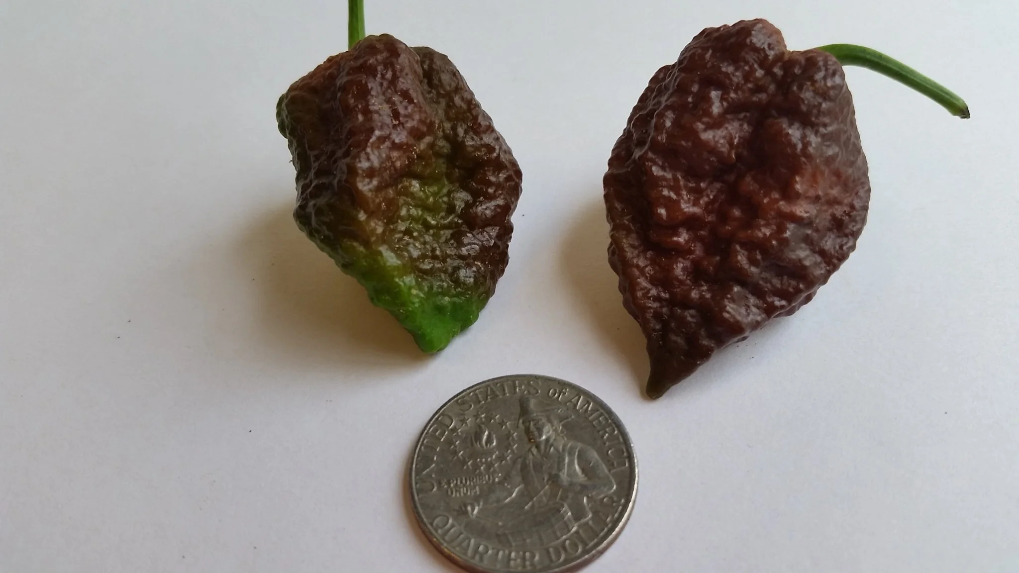 Big Black Mama - Seeds - Image 4