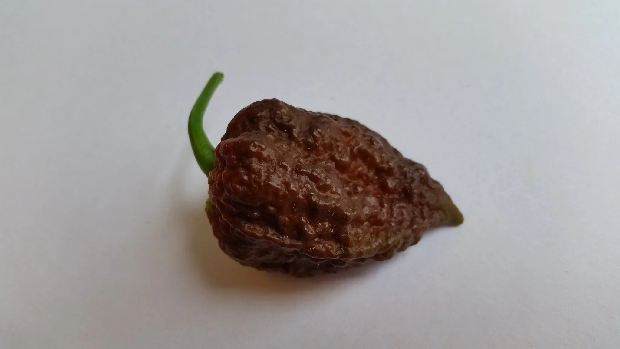 Big Black Mama - Seeds - Image 6