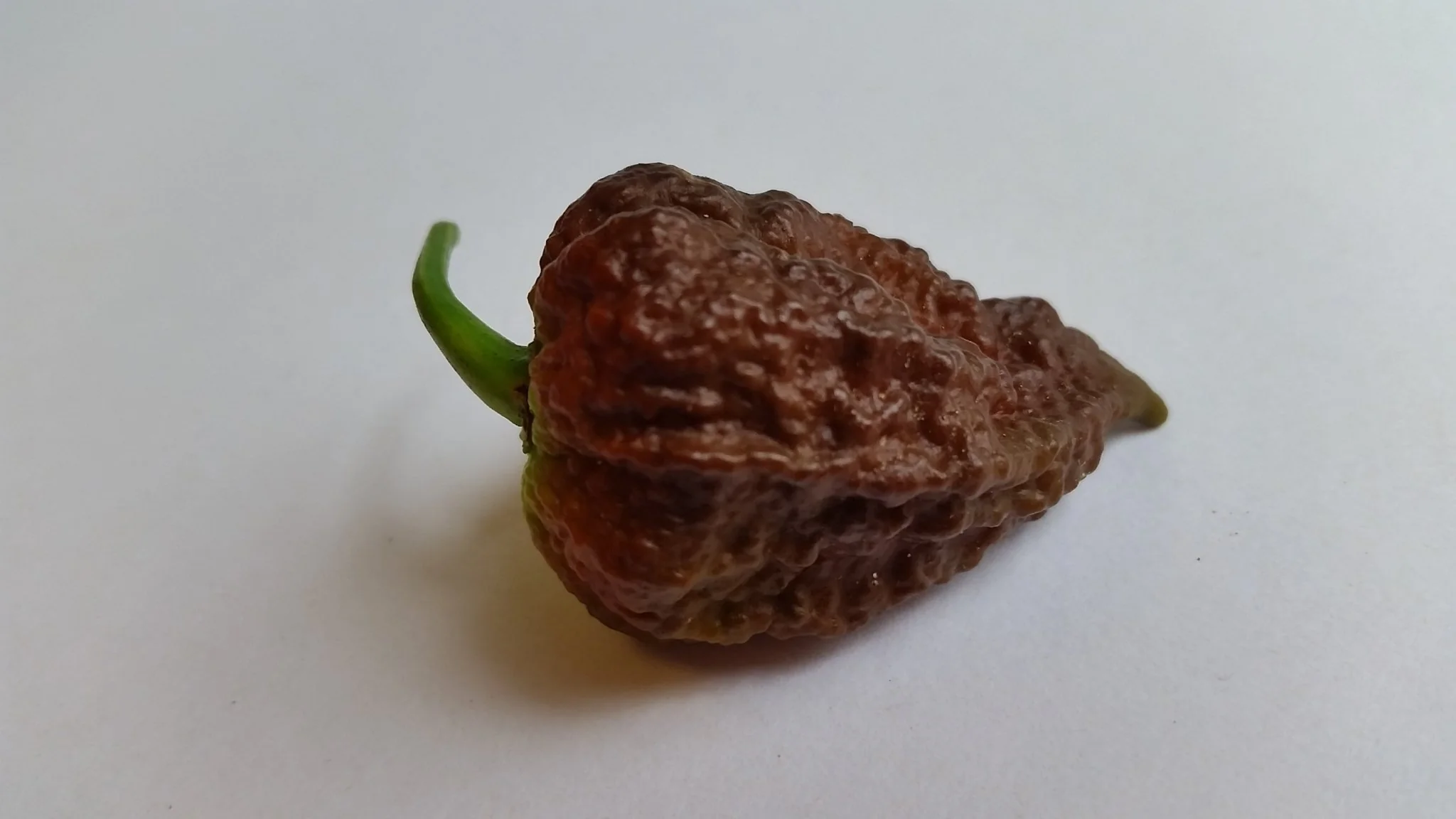 Big Black Mama - Seeds - Image 7