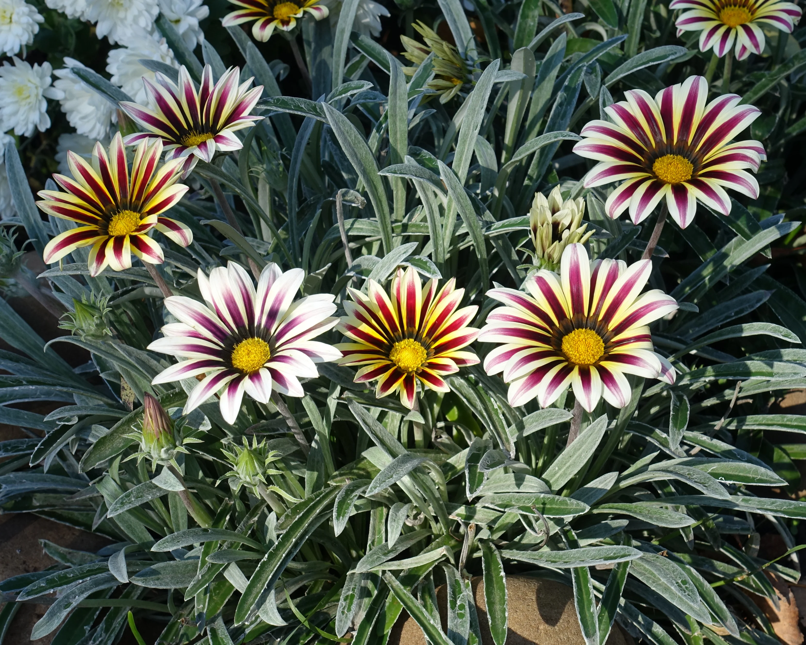 Big Kiss White Flame Hybrid Gazania Seeds - Image 2