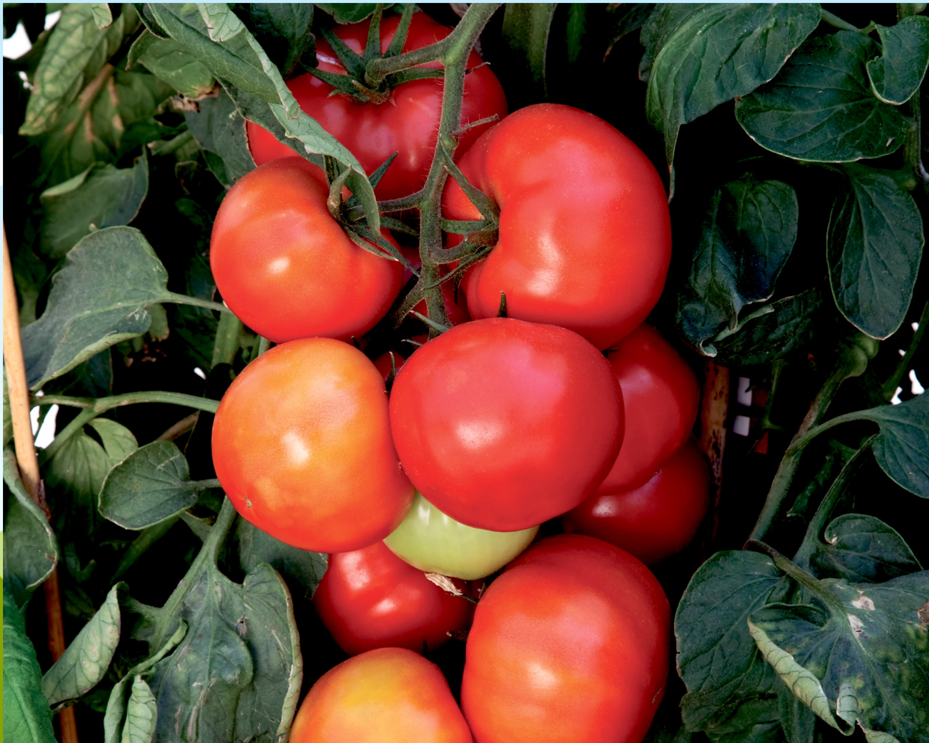 Big League Hybrid Tomato Seeds - Image 2