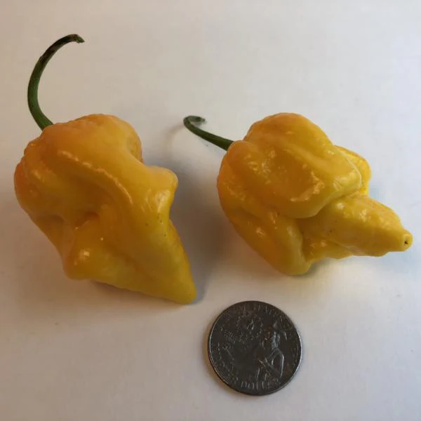 Big Yellow Mama - Seeds - Image 2