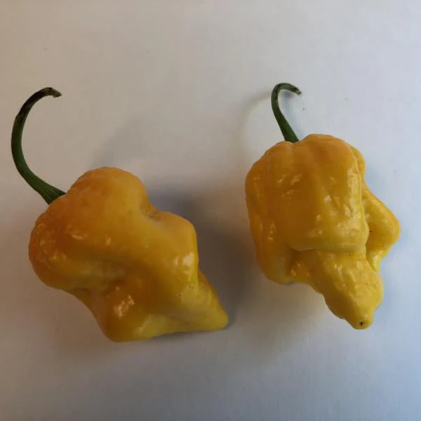 Big Yellow Mama - Seeds - Image 3
