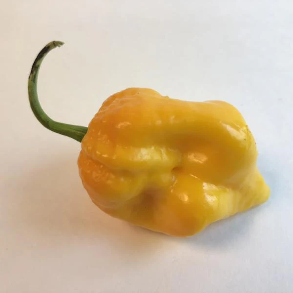 Big Yellow Mama - Seeds - Image 4