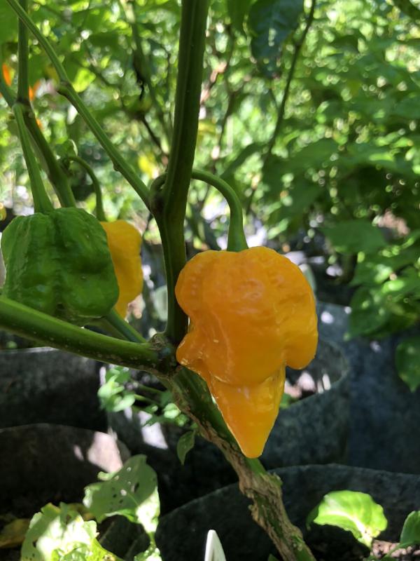 Big Yellow Mama - Seeds - Image 5