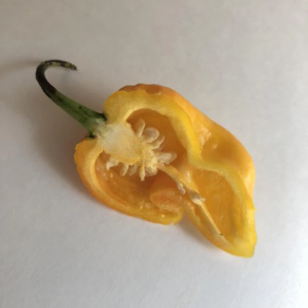 Big Yellow Mama - Seeds - Image 6