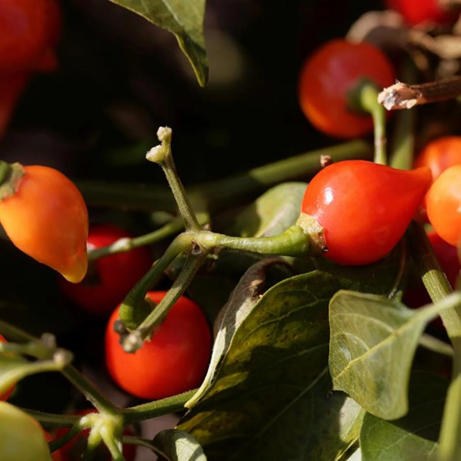 Biquinho Red Pepper Seeds - Image 2