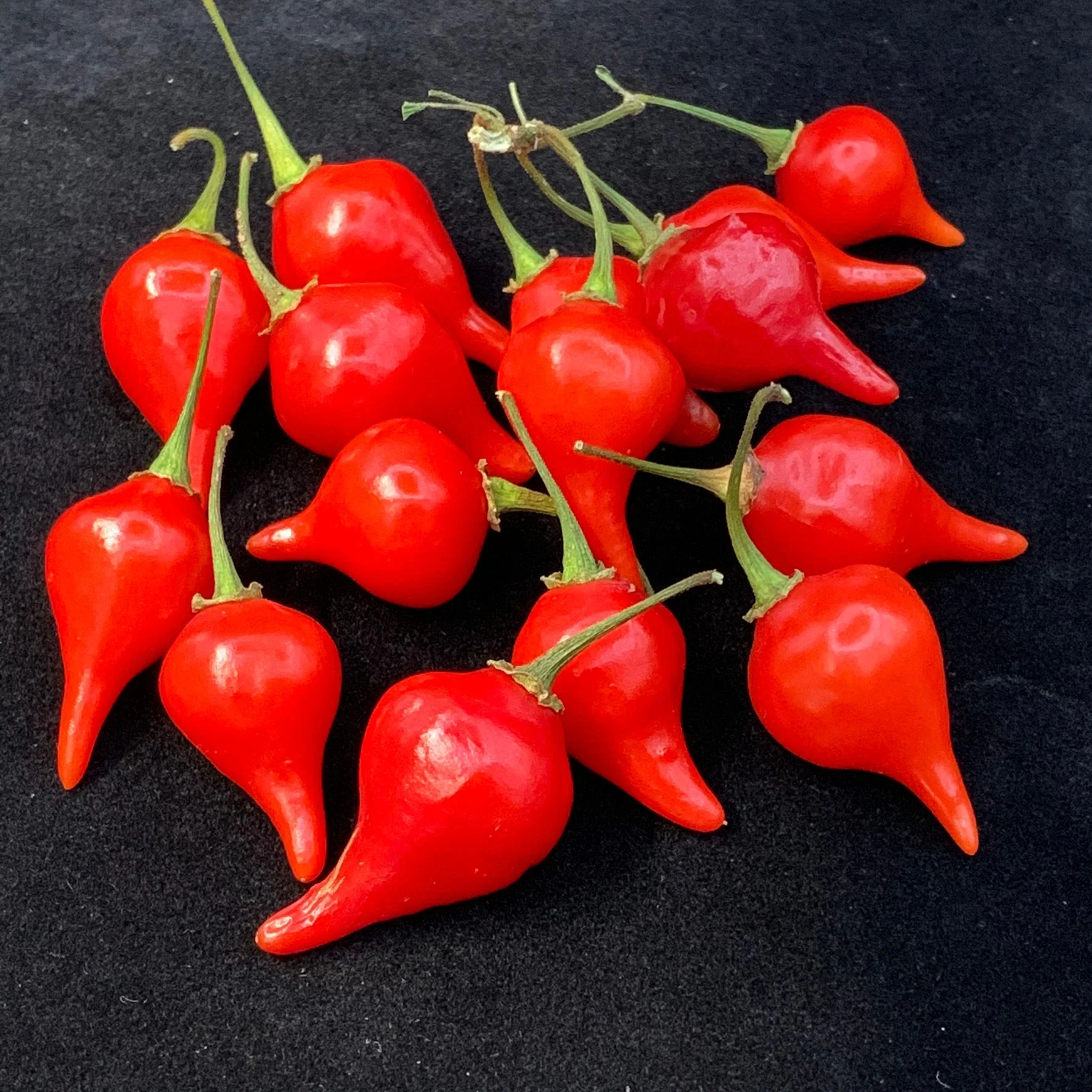 Biquinho - Seeds - Image 3