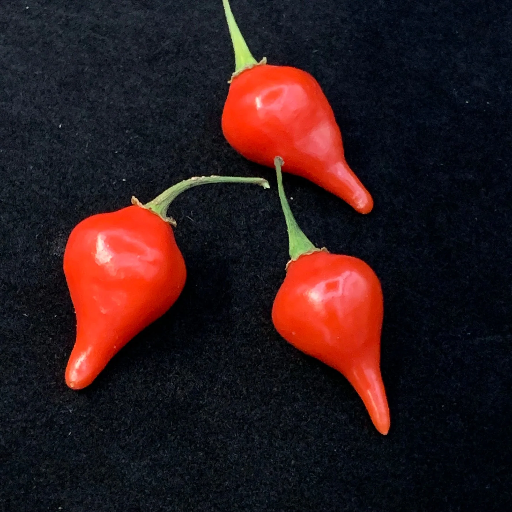 Biquinho - Seeds - Image 5