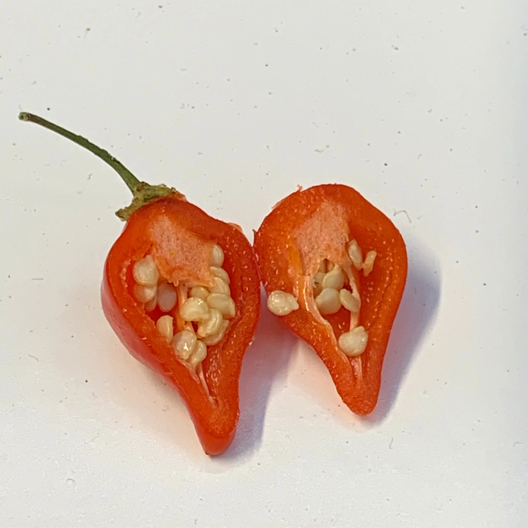 Biquinho - Seeds - Image 6