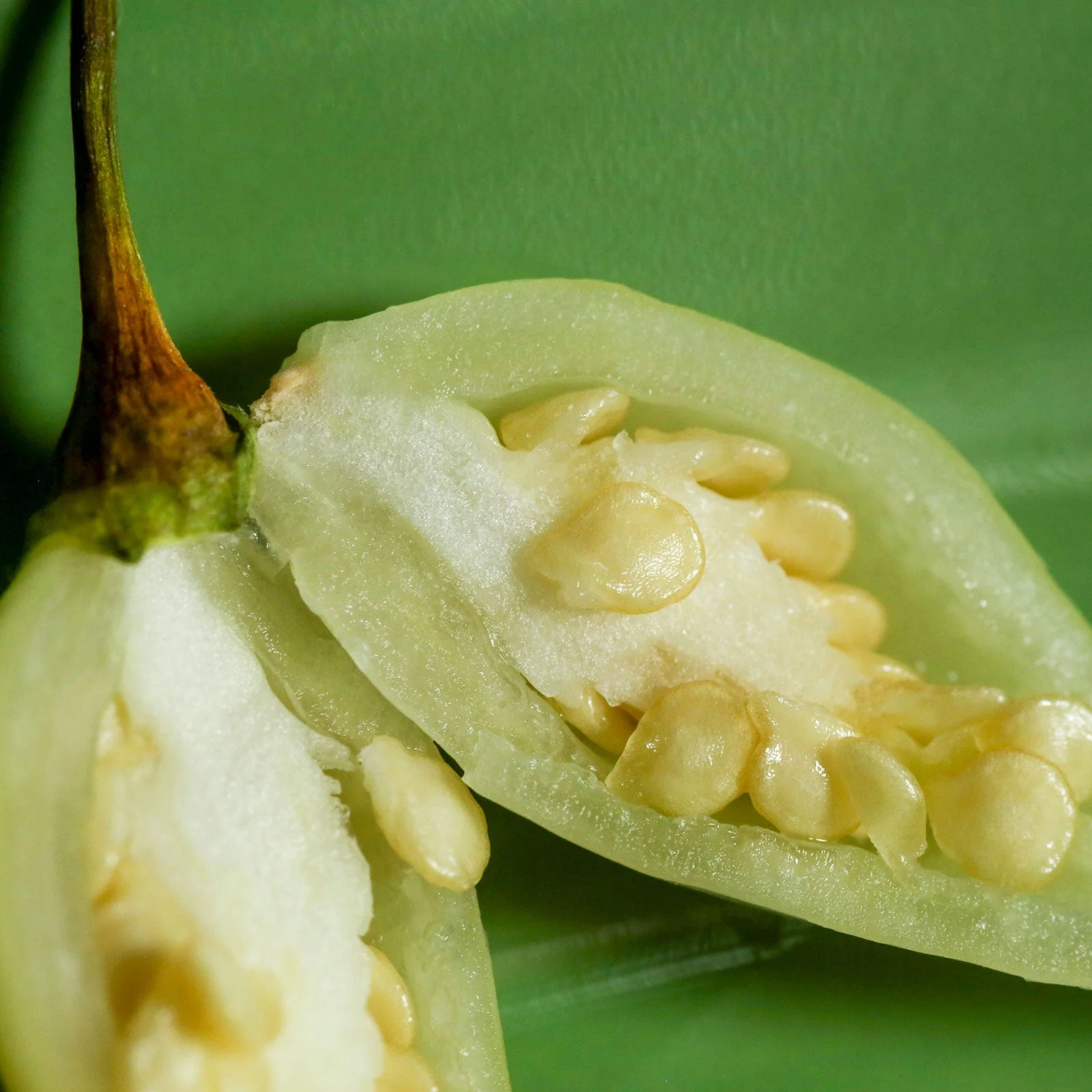 Biquinho White Pepper Seeds - Image 3