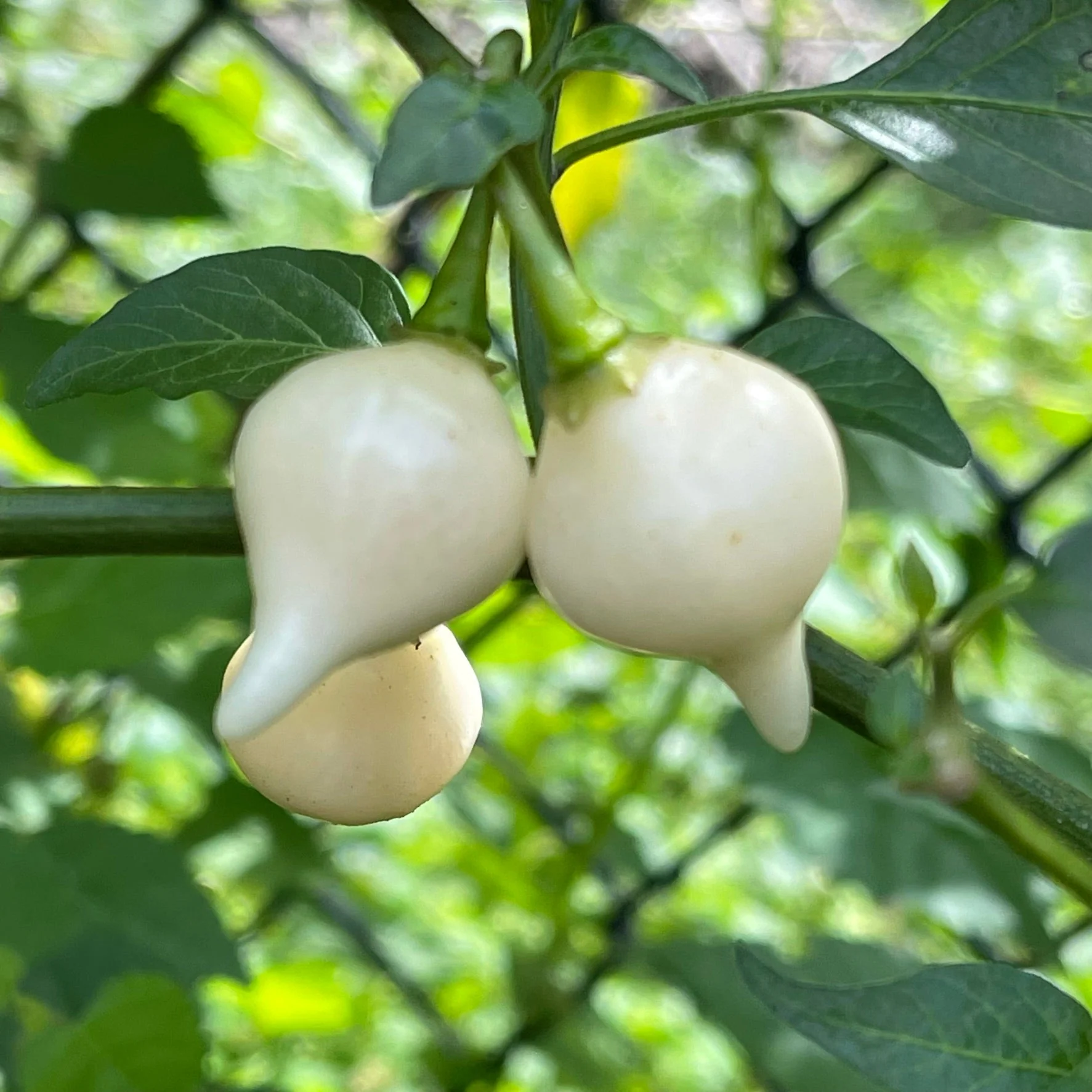 Biquinho White - Seeds - Image 2