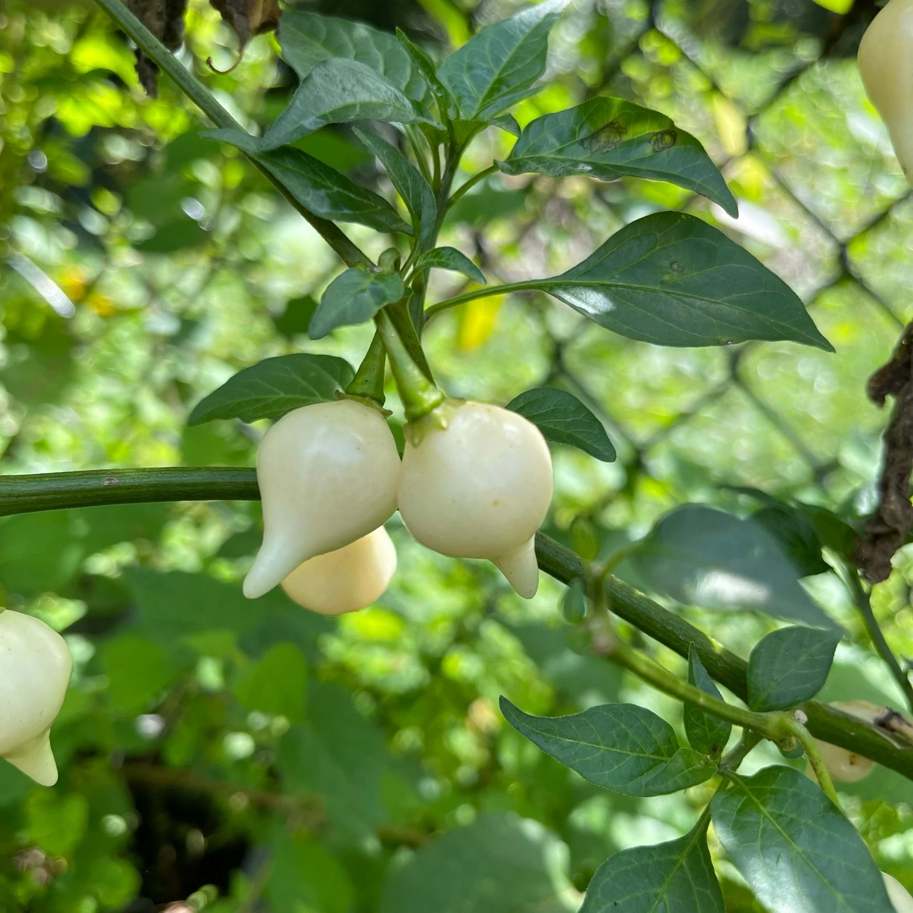 Biquinho White - Seeds - Image 3