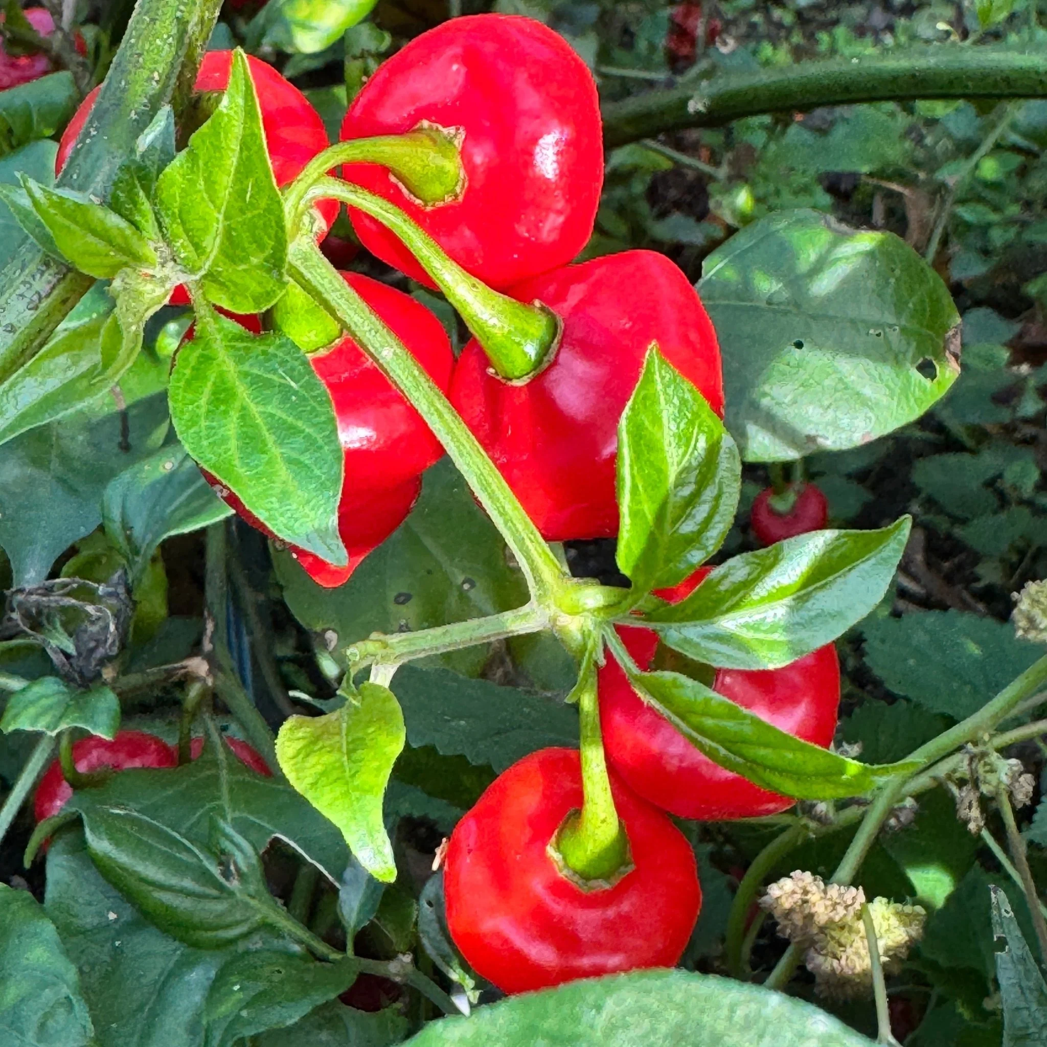 Biquinho x UFO - Seeds - Image 5