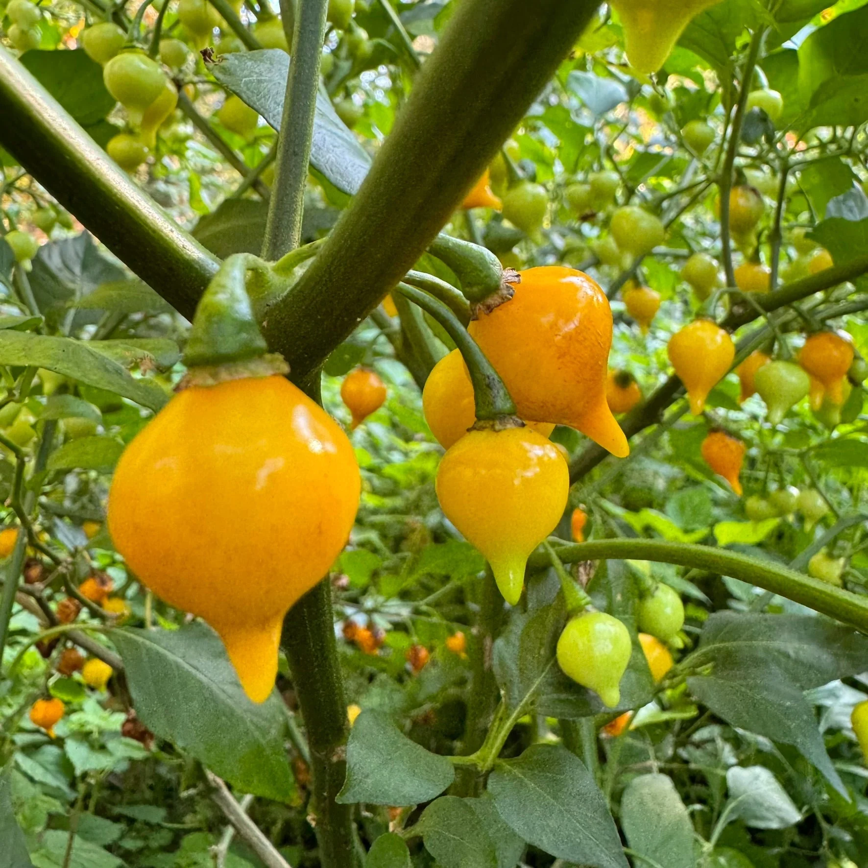 Biquinho Yellow - Seeds - Image 2