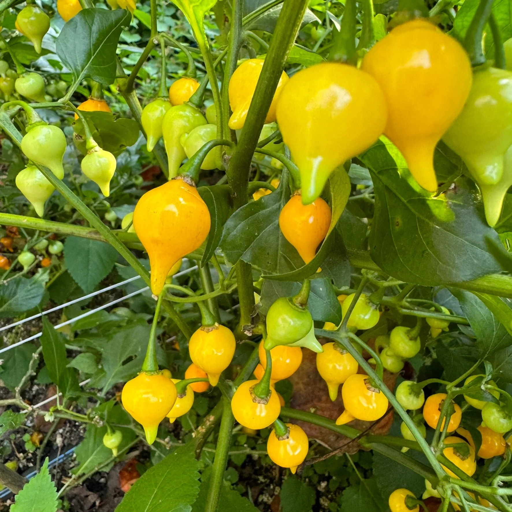 Biquinho Yellow - Seeds - Image 3