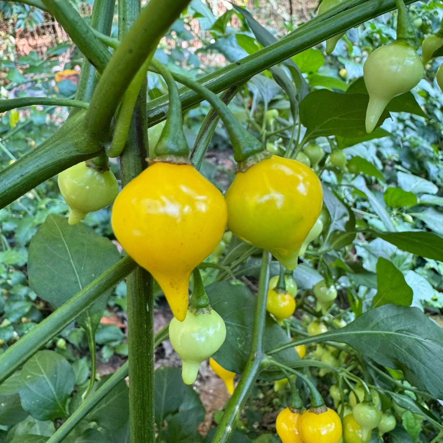Biquinho Yellow - Seeds - Image 4