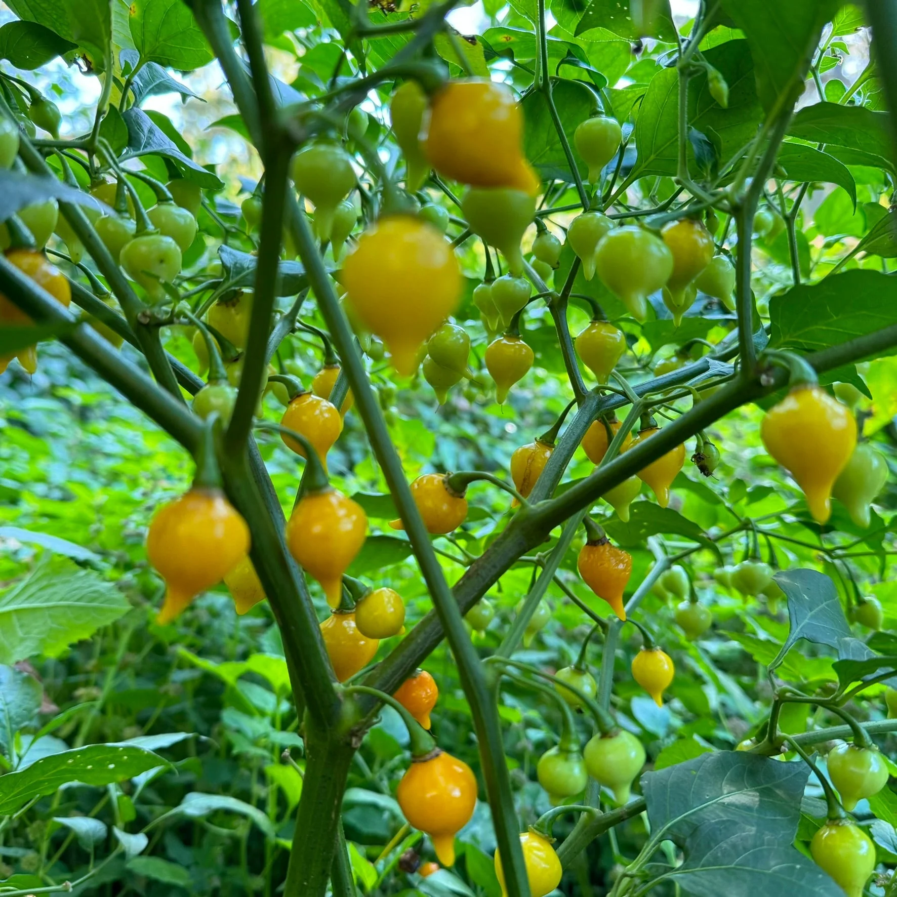 Biquinho Yellow - Seeds - Image 5