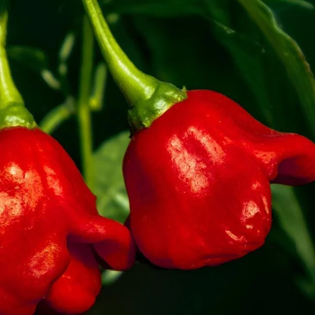 Bishops Crown Pepper Seeds - Image 2