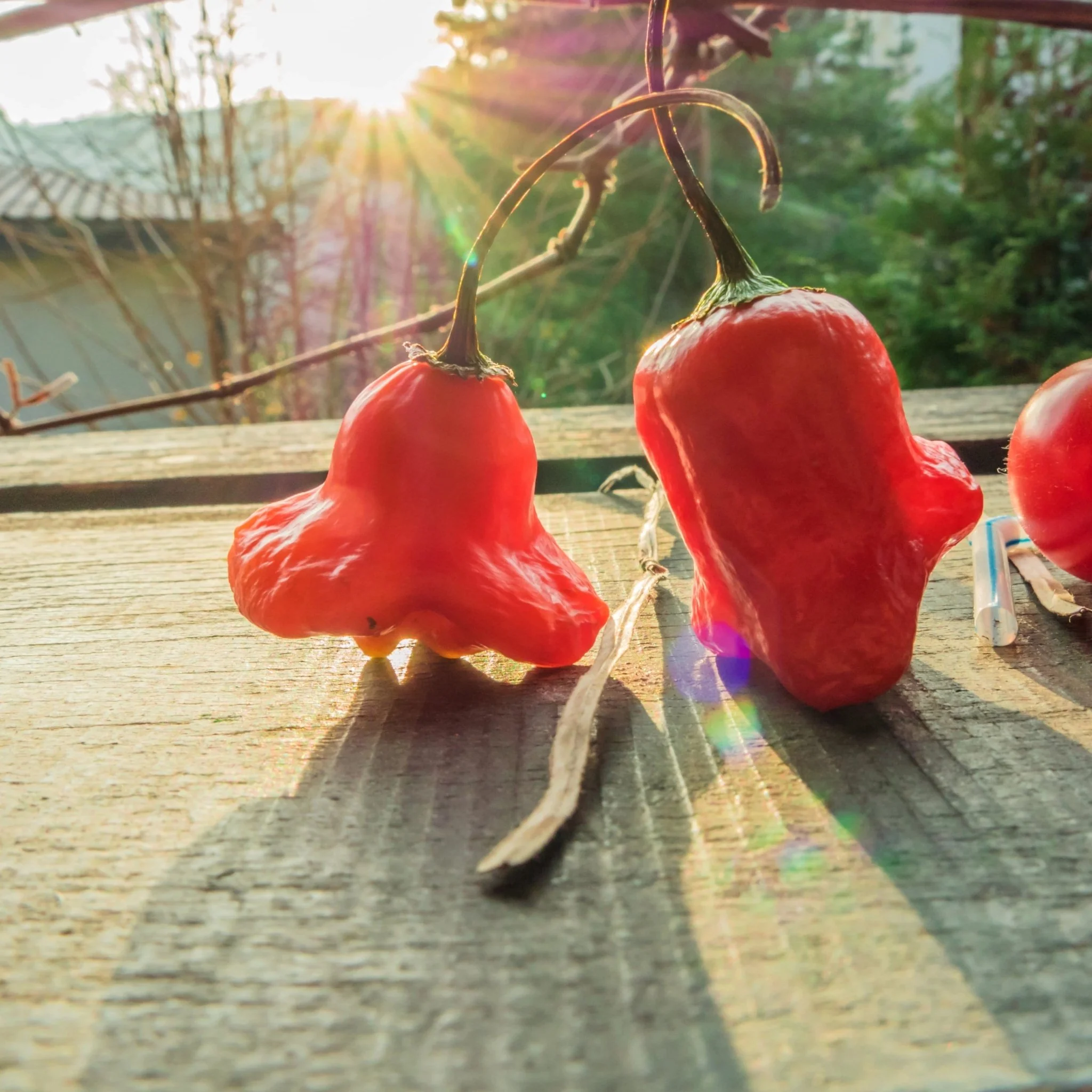 Bishops Crown Pepper Seeds - Image 3