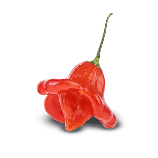 Bishops Crown Pepper Seeds - Image 4