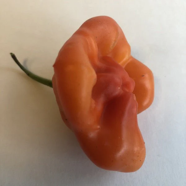Bishops Crown - Seeds - Image 4
