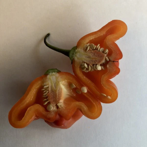 Bishops Crown - Seeds - Image 5
