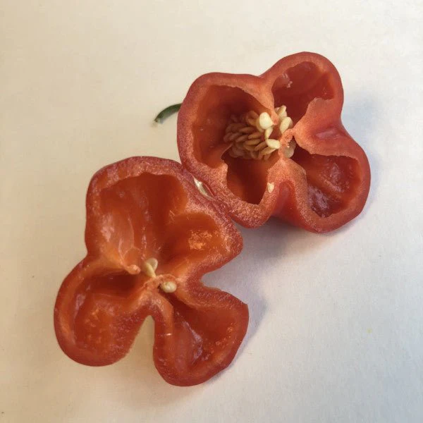 Bishops Crown - Seeds - Image 6