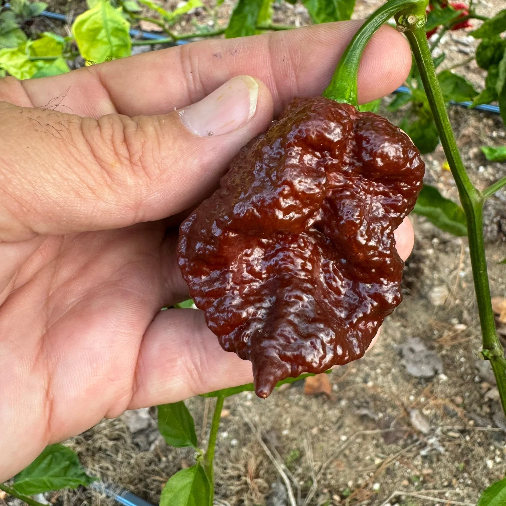 Bismark Chocolate Long - Seeds - Image 3