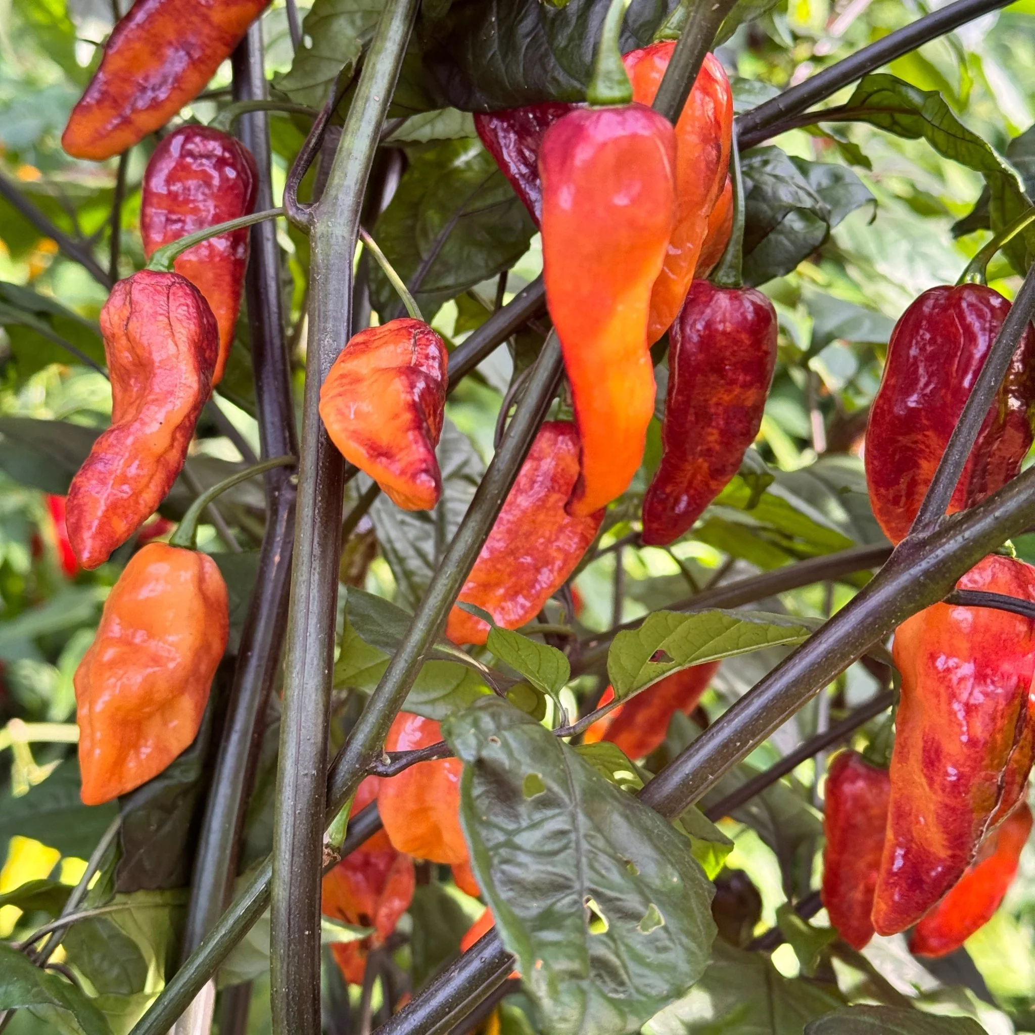 Black Bastard Peach - Seeds - Image 2