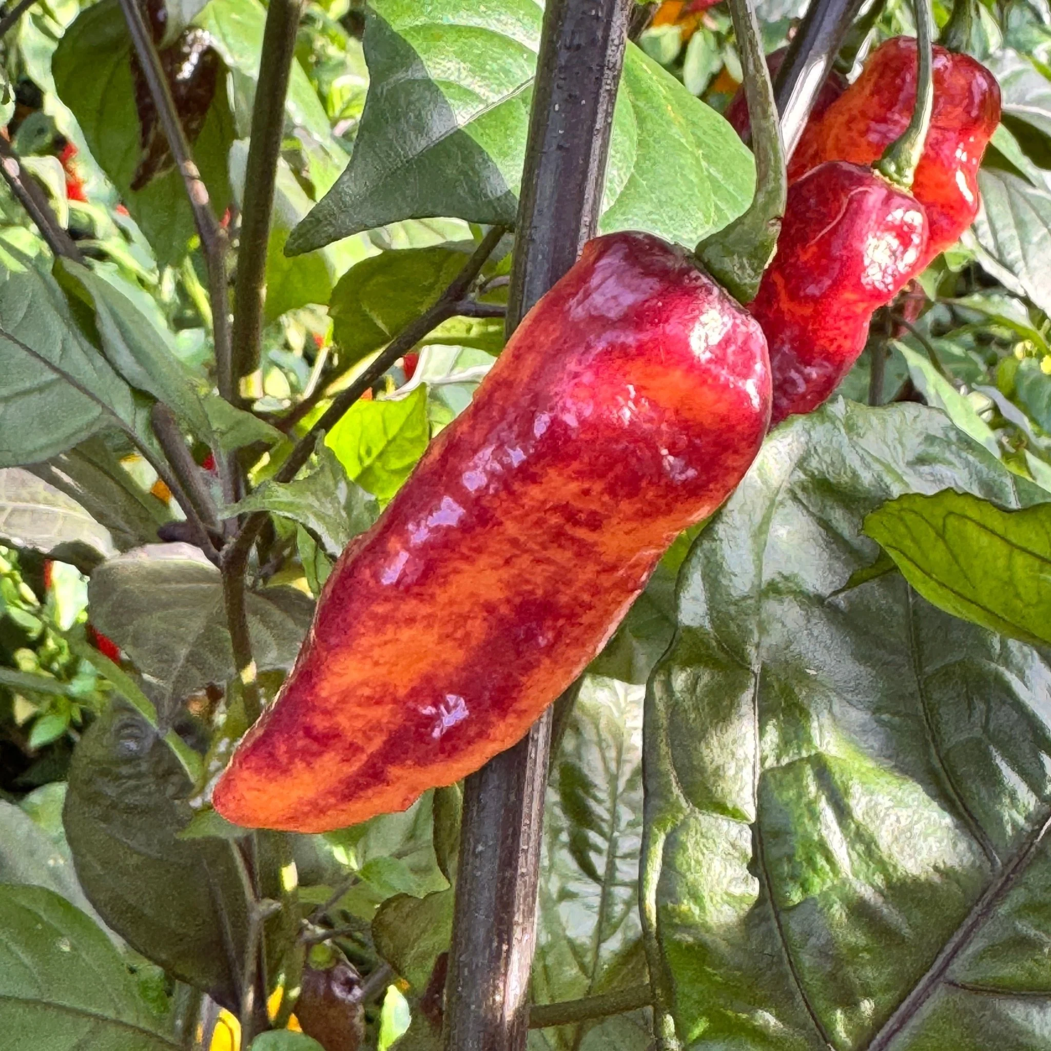 Black Bastard Peach - Seeds - Image 3