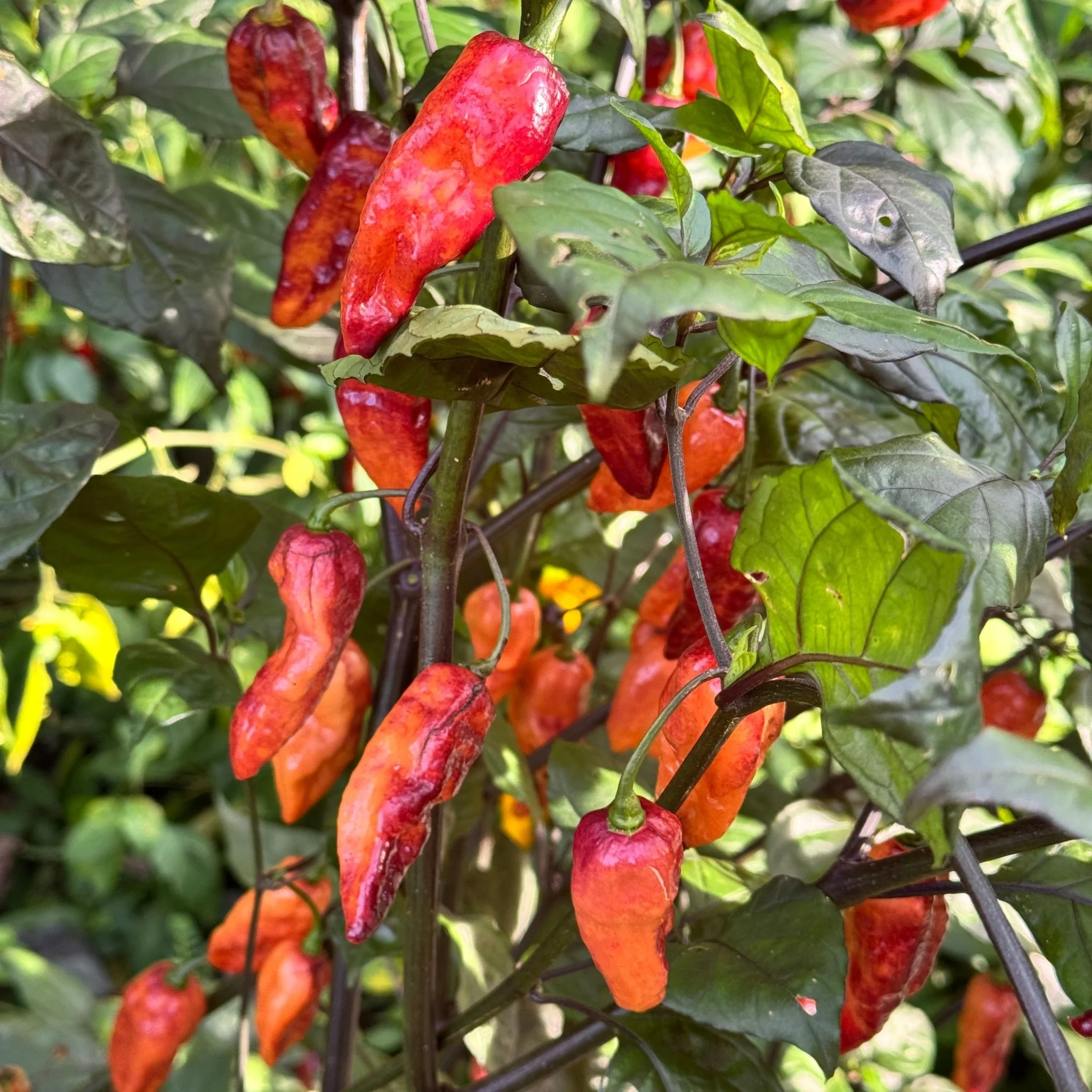 Black Bastard Peach - Seeds - Image 4