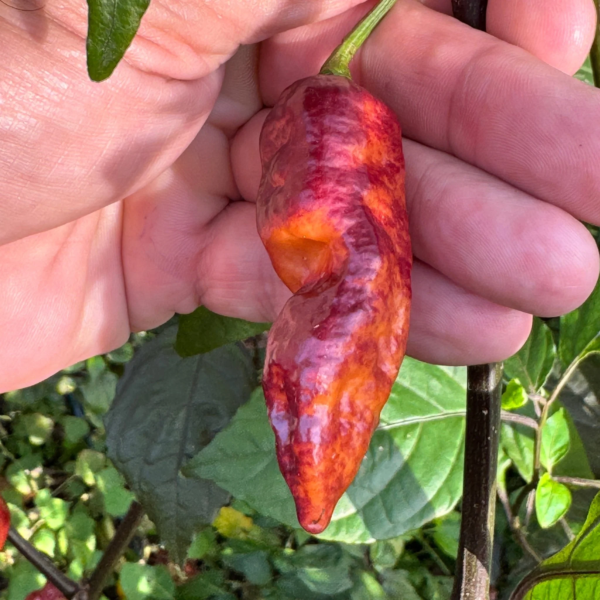 Black Bastard Peach - Seeds - Image 5