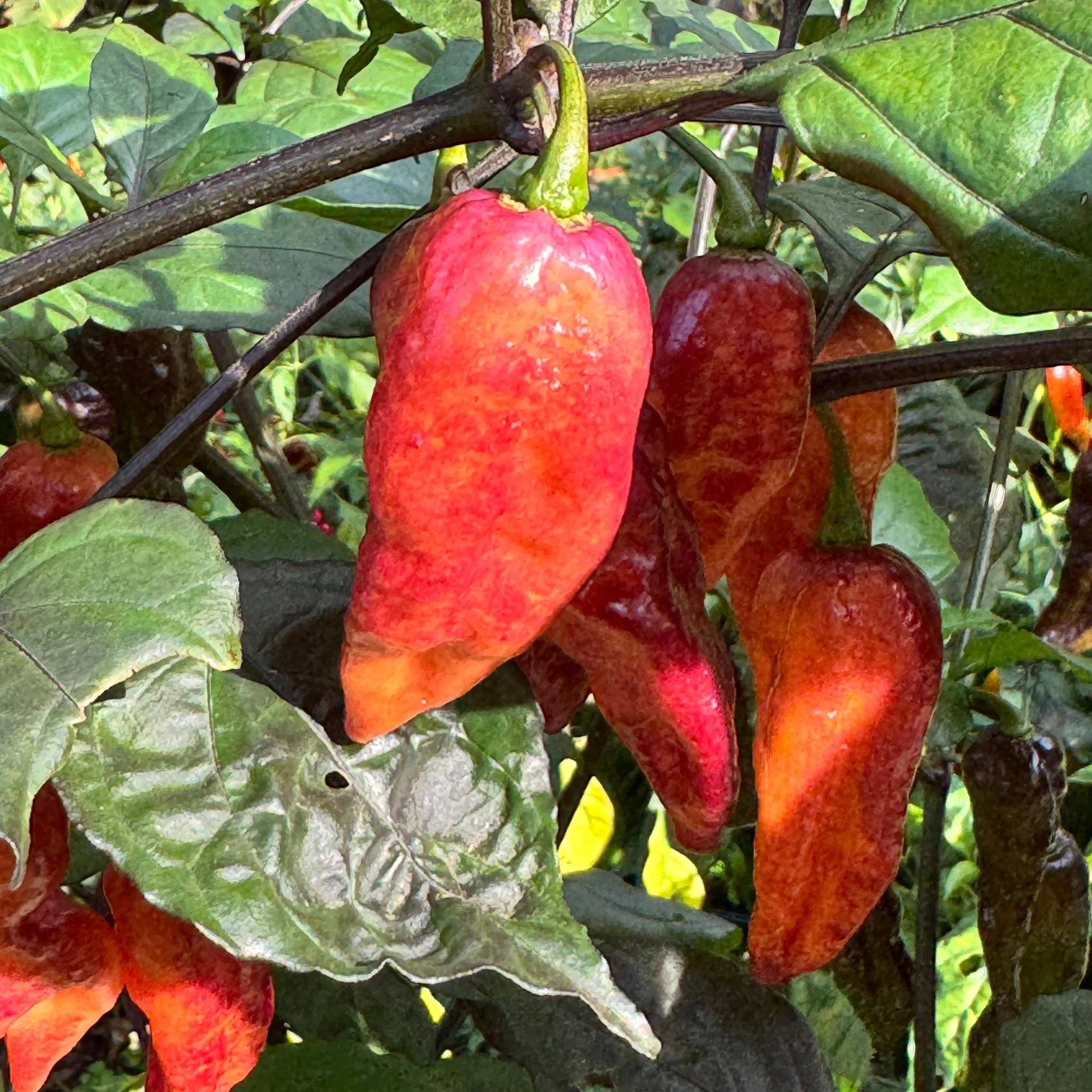 Black Bastard Peach - Seeds - Image 6