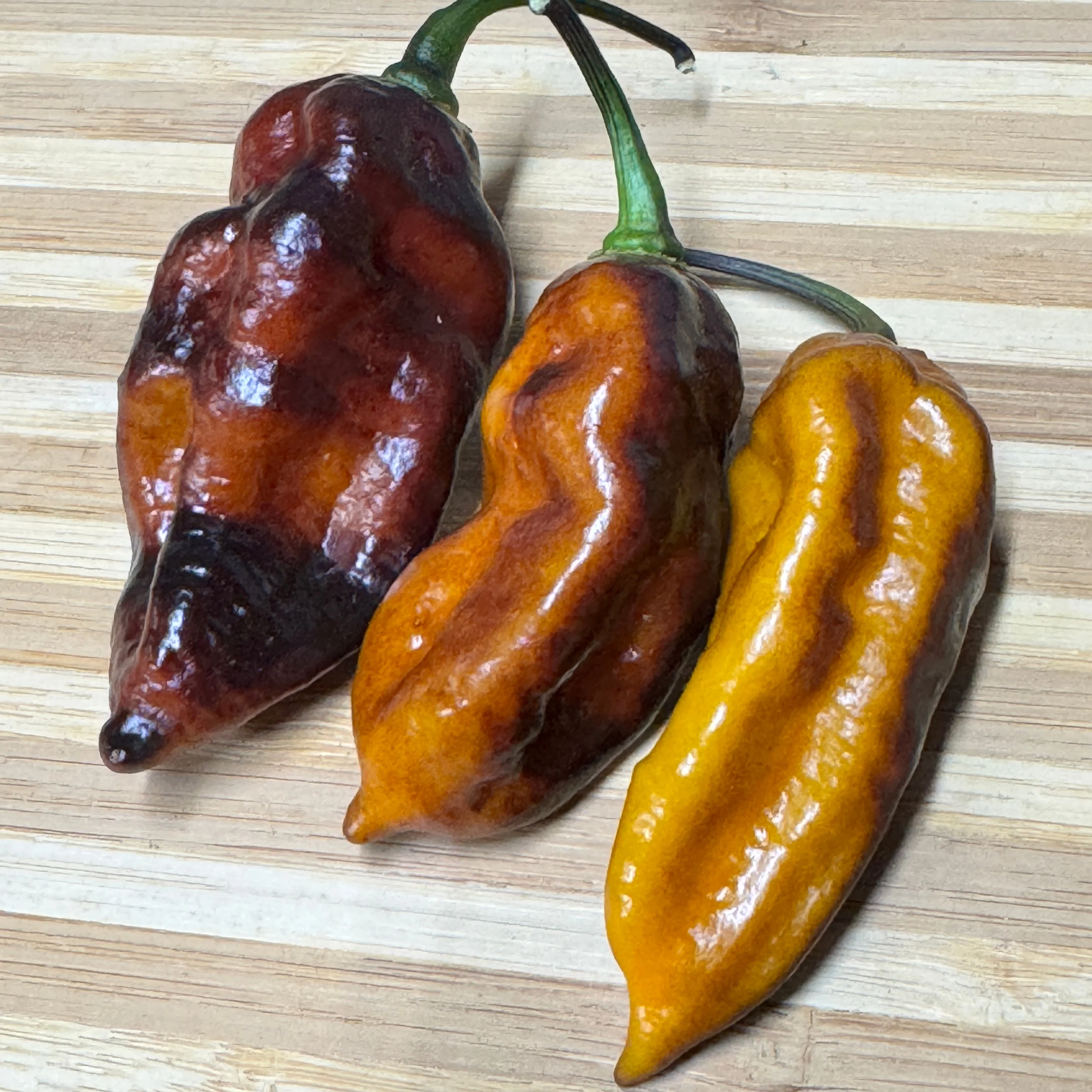 Black Bastard Yellow - Seeds - Image 2