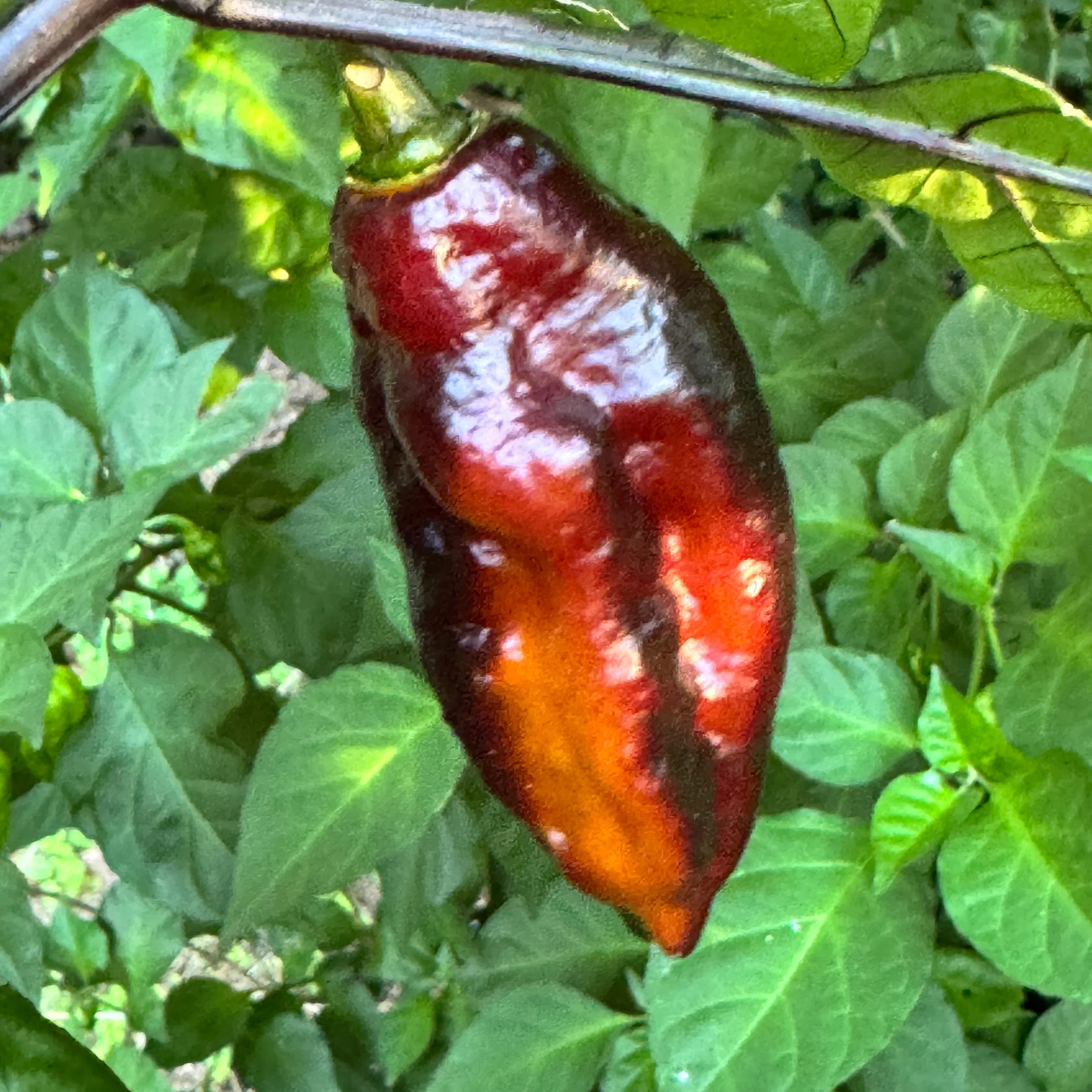 Black Bastard Yellow - Seeds - Image 3