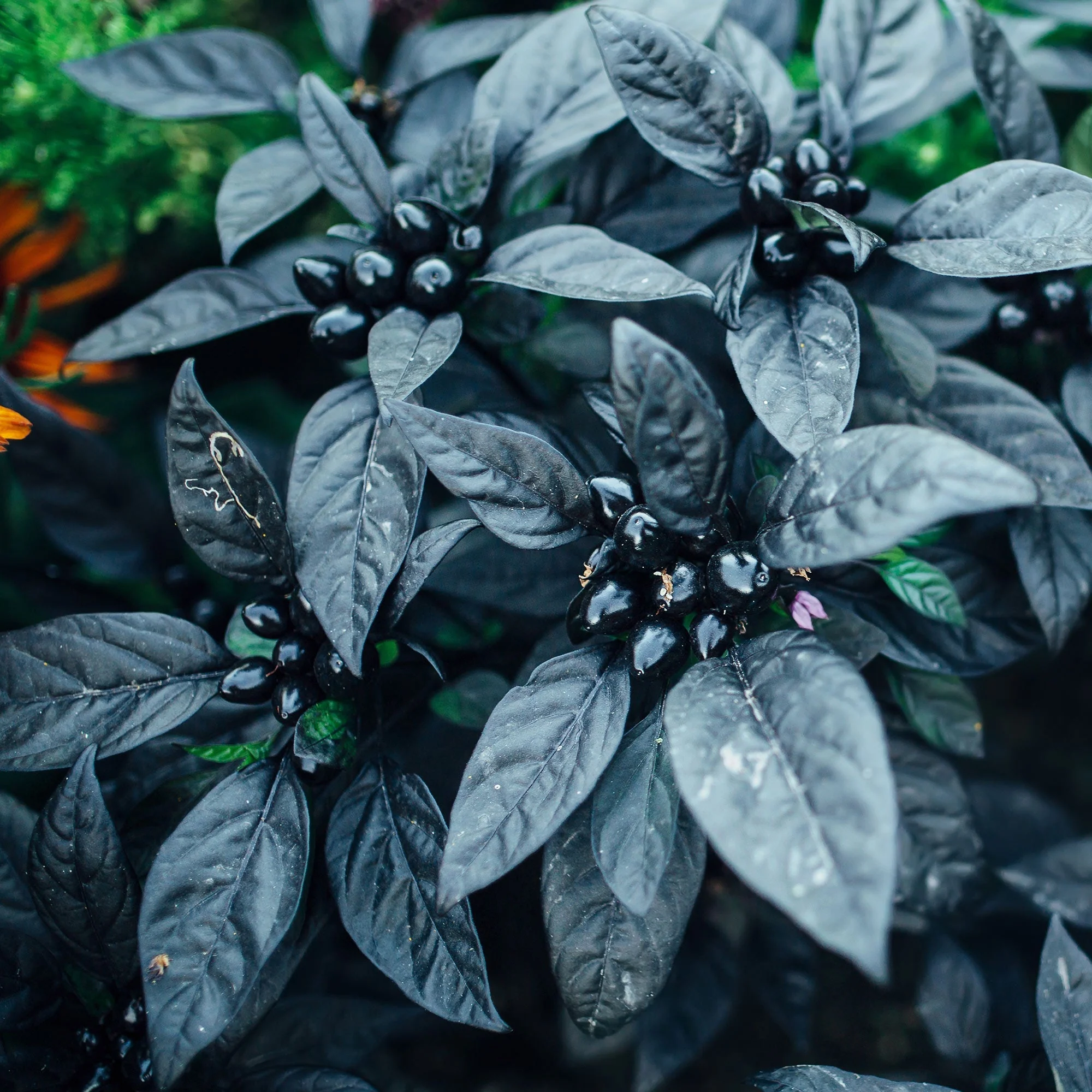 Black Pearl Pepper Seeds - Image 2