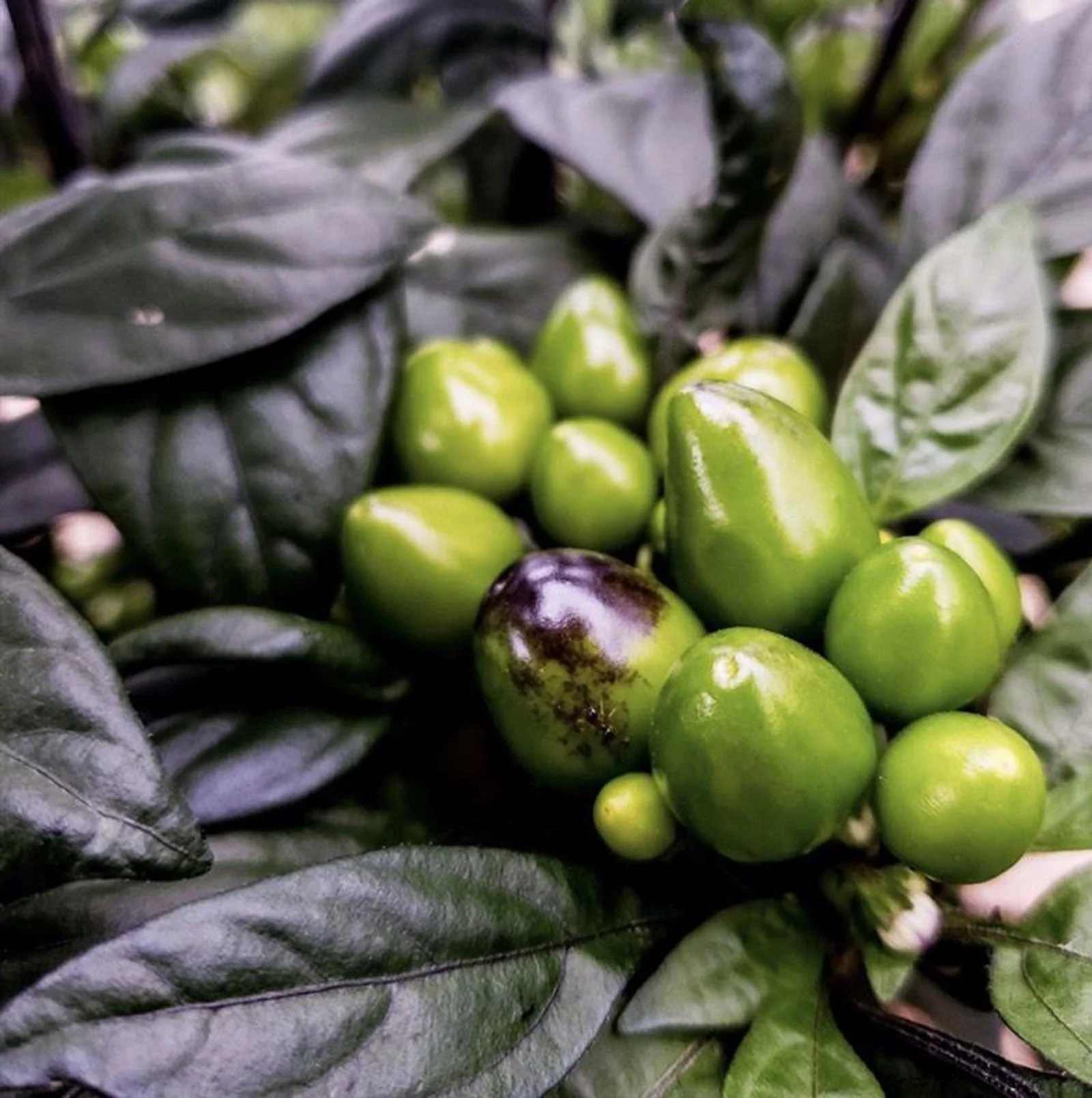Black Pearl Pepper Seeds - Image 3