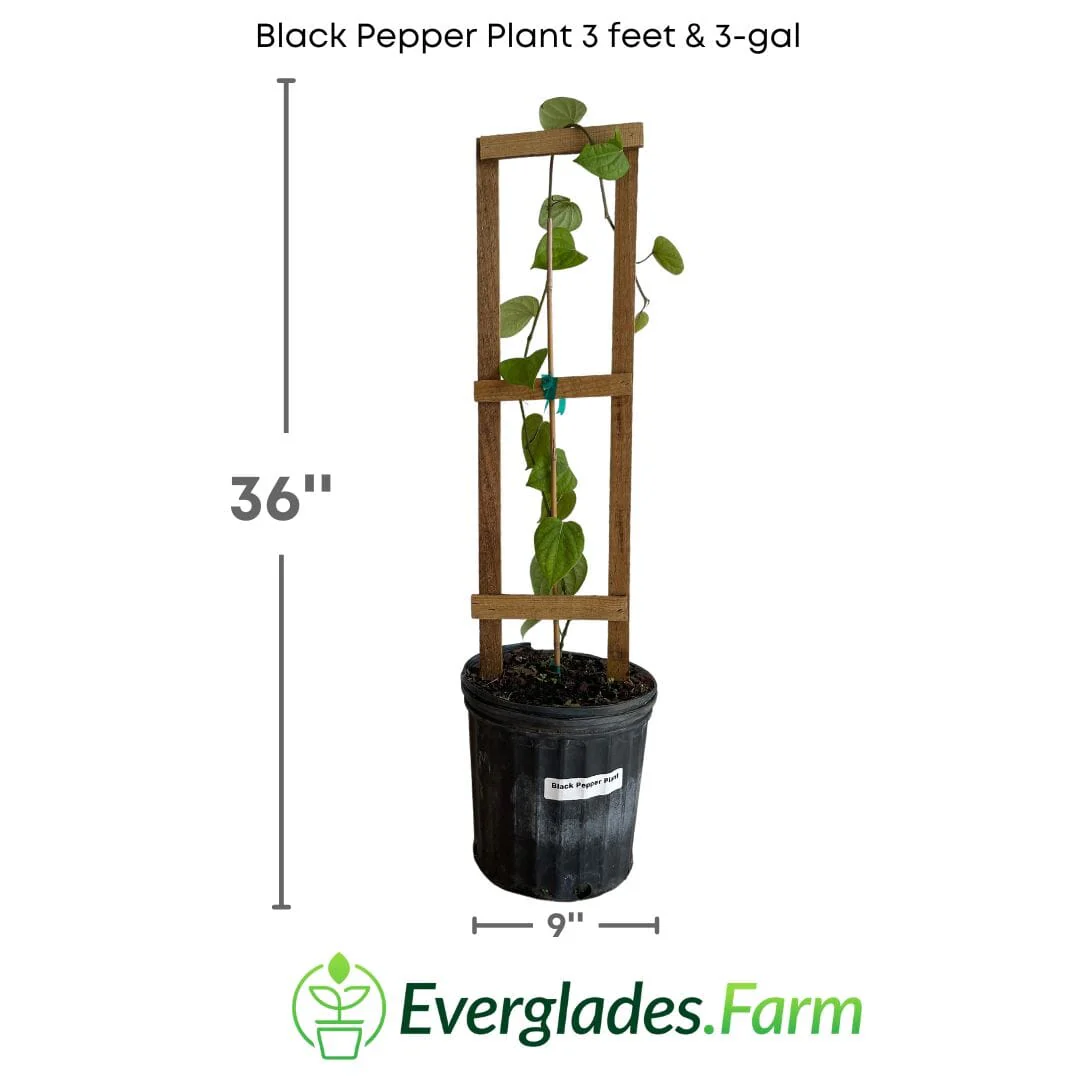Black Pepper Plant Premium - Image 2
