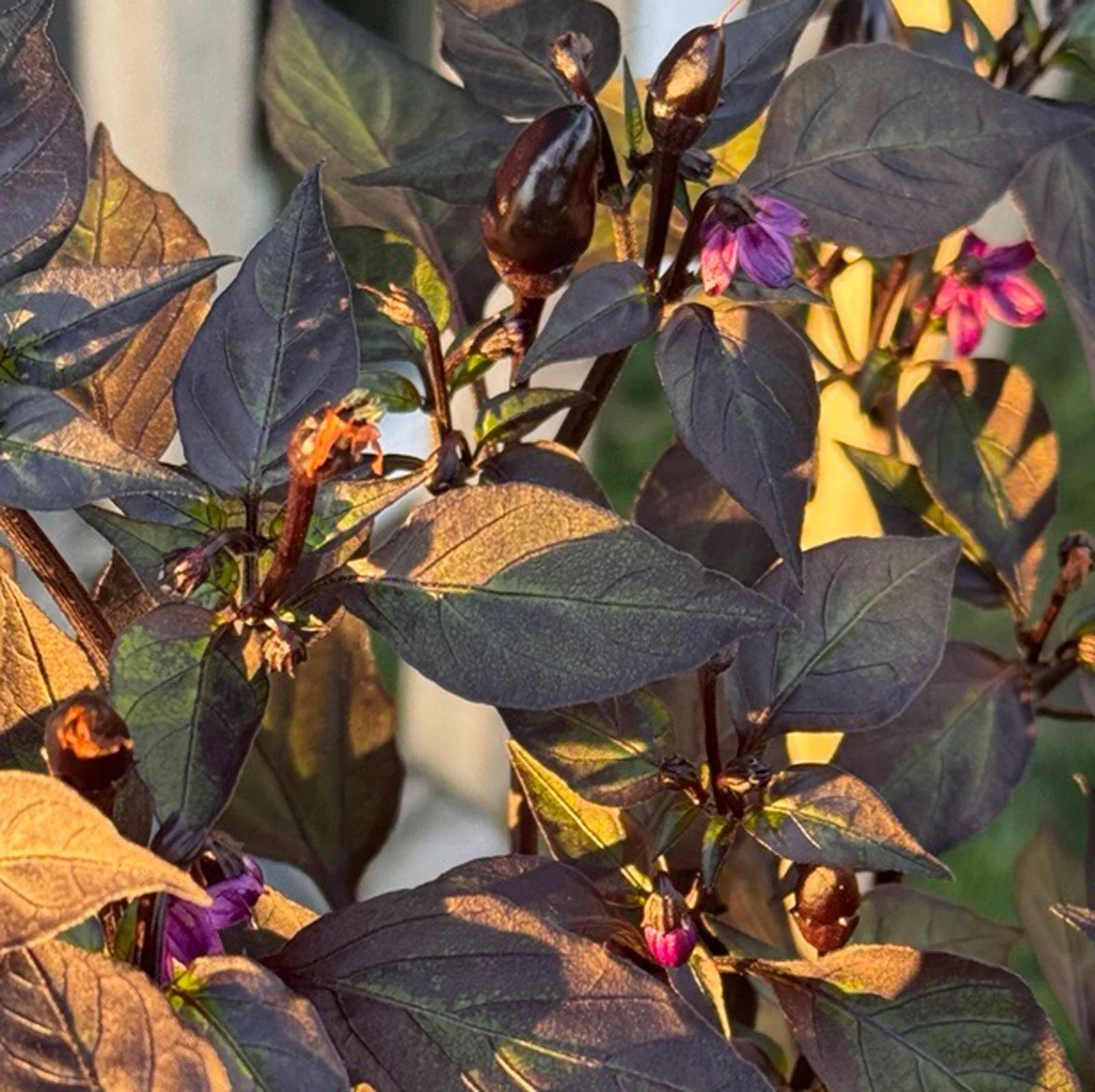 Black Prince Pepper Seeds - Image 2